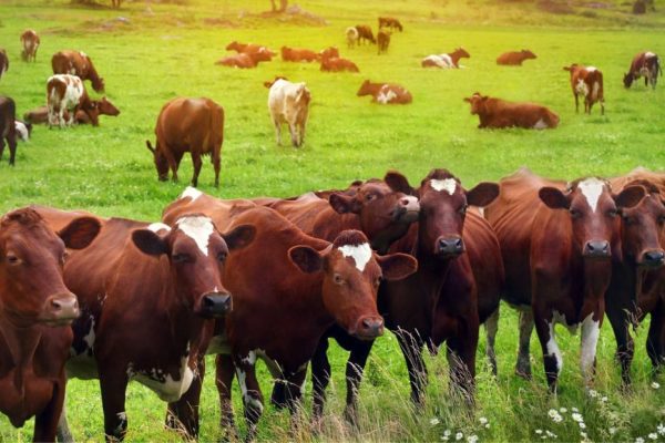 8-Essential-Tips-for-Keeping-Your-Livestock-Happy-and-Healthy-1024x577