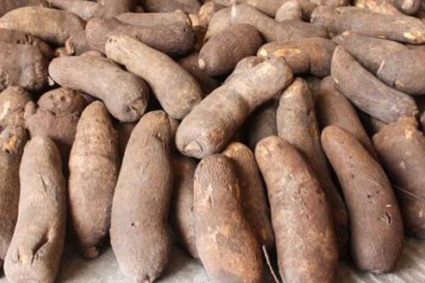 yam